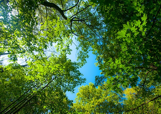 Wide angle shot of trees from below