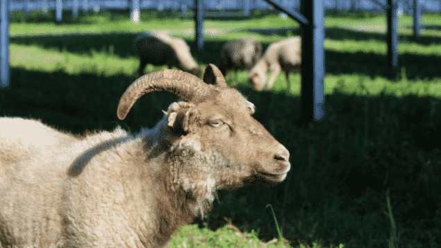 Sheep Lawn Mowers at LKE
