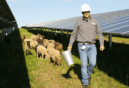 ewbrown sheep - sheep near solar panels image for Sustainability