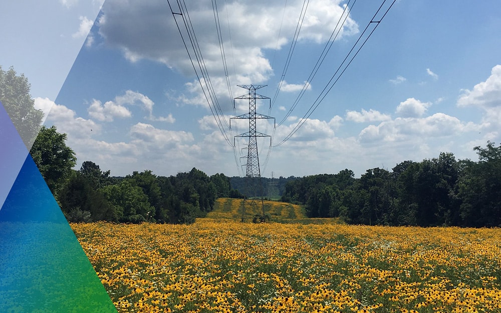 Wildflowers bloom along a transmission line Kentucky.